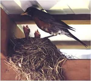 Feed Prints: Bird feeding its young in a nest