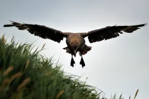 Spread Wings Prints: Bird Flying Animal Outdoors Nature Sky Animal Wildlife