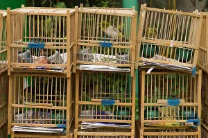 Sergio Pitamitz Prints: Bird Garden market, Mong Kok district, Kowloon, Hong Kong, China