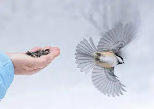 Feed Prints: Bird with outstretched wings flying away from hand with seeds