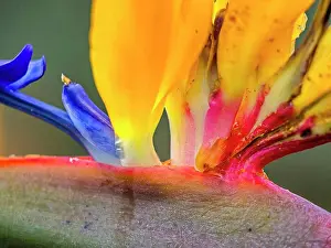 Gorgeous Prints: Bird of paradise flower on Maui Hawaii