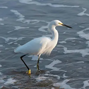 Keith Prints: A bird wades in the shallow water, sayulita mexico