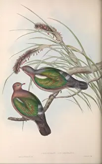 Doves Prints: The Birds of Australia, London