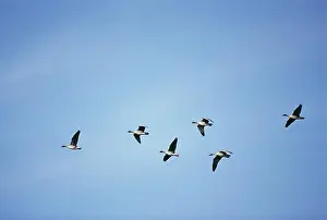 Full Length Prints: Birds in flight, low angle view