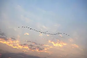 Scenics Prints: Birds flying in sky at sunrise ; Old Goa ; Velha Goa ; India