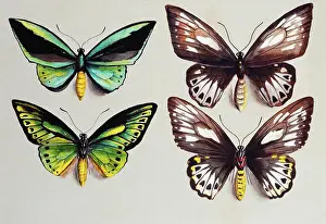 Colourful Prints: Four Birdwing butterflies (family Papilionidae) in two columns