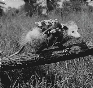Nostalgical Prints: The Birth On An Opossum - The opossum is the Western Hemisphere's only marsupial or pouch-bearer