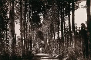 Robert Prints: Bishop's Court, South Africa: an avenue