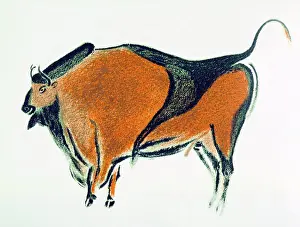 Archaeology Prints: Bison: Palaeolithic cave painting at Altamira