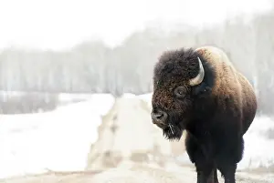 Shannon Prints: Bison on road in winter in Manitoba Canada