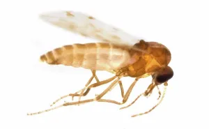 Afrasia Prints: Biting Midge vector of the Blue tongue disease France