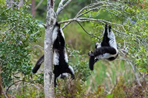 Animal Behavior Prints: Black-and-white ruffed lemurs (Varecia variegata) playing in tree on Lemur Island near Vakona Lodge
