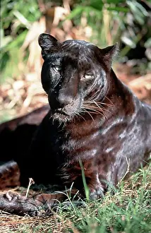 Carnivora Prints: Black Asian indian leopard (Panthera pardus fusca)