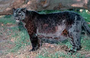 Black Asian Panther (Panthera pardus fusca), side