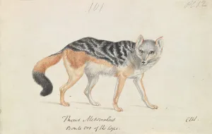 Black Ink Prints: Black-backed Jackal Charles Hamilton Smith 1776-1859