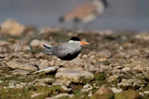 India Prints: Black-bellied Tern (Sterna acuticauda) adult
