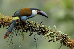 Birdwatching Prints: Black-billed Mountain Toucan (Andigena nigrirostris) perched on a branch in Colombia