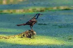 Graphic Prints: Black bird on a swamp