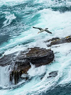 Outdoor Pursuit Prints: Black-browed Albatross Climate Change Falkland Islands