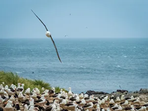 Falkland Islands Prints: Black-browed Albatross Climate Change Falkland Islands