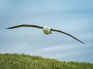 White Color Prints: Black-browed Albatross Climate Change Falkland Islands