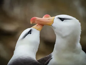 Courting Prints: Black-browed Albatross Climate Change Falkland Islands