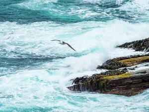 Outdoor Pursuit Prints: Black-browed Albatross Climate Change Falkland Islands