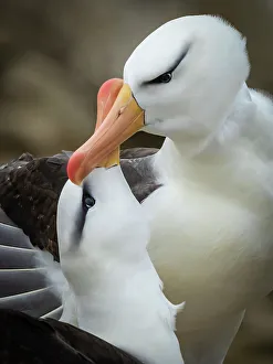 Courting Prints: Black-browed Albatross Climate Change Falkland Islands