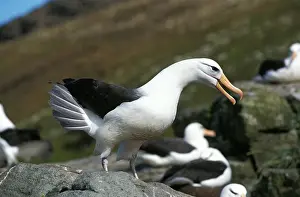 Call Prints: Black-Browed Albatross, diomedea melanophris, Adult calling, Drake Passage in Antarctica