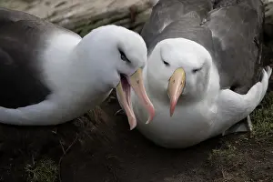 Rookery Prints: Black-Browed Albatross. Saunders Island. Falkland Islands