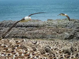 Global Warming Prints: Black-browed Albatross (Thalassarche melanophris) on Steeple Jason Island