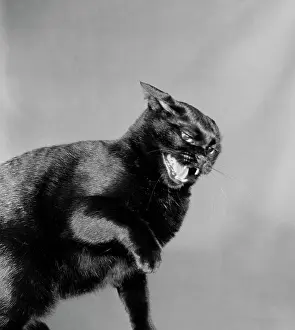 Animal Mouth Prints: Black cat
