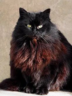 Longhaired Prints: Black cat