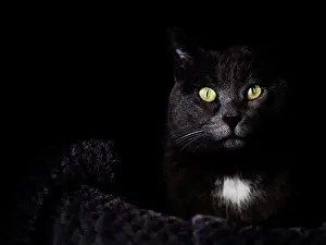 Darkness Prints: Black cat with green eyes looking at camera