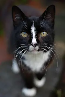 Animal Kingdom Prints: Black cat, white whiskers, close-up, Germany