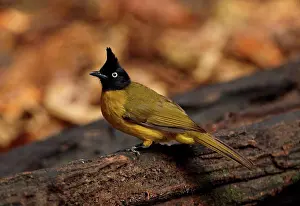 Tropical Prints: Black-crested Bulbul (Pycnonotus melanicterus xanthops) adult