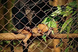 Natural Preserve Prints: Black Crested Gibbon (Nomascus concolor) mother and baby at Cuc Phương National Park in Ninh Binh
