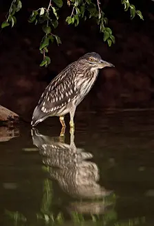 Juveniles Prints: Black-crowned Night-heron (Nycticorax nyctocorax) immature