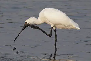 Chinese Prints: Black-faced Spoonbill (Platalea minor) adult