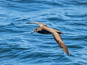 Blue Water Prints: Black-footed Albatross (Phoebastria nigripes) in Monterey Bay, California