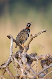 Naturalness Prints: Black francolin (Francolinus francolinus)