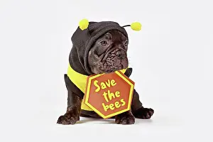 Domestic Dogs Prints: Black French Bulldog dog puppy dressed up with bee costume and Save the bees sign on white background