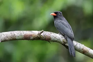 Avian Prints: Black-fronted Nunbird (Monasa nigrifrons) perched on a branch in Manu National Park, Peru
