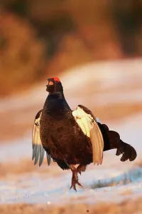 Finland Prints: Black Grouse (Tetrao tetrix) adult male