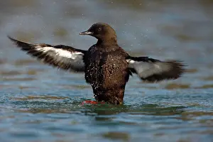 Marine Prints: Black Guillemot (Cepphus grylle) adult, flapping wings at sea, Scotland