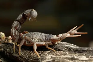 Venomous Prints: Black Hairy Thick-Tailed Scorpion (Parabuthus transvaalicus)