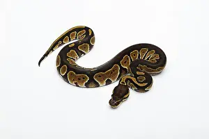 Studio Shots Prints: Black Head Double Het Albino Ghost Ball Python or Royal Python (Python regius), female