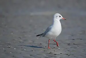 Black-headed gull (Larus ridibundus)