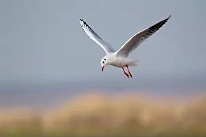 Seabirds Prints: Black-headed Gull (Larus ridibundus) adult