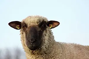 Feed Prints: Black-headed meat sheep